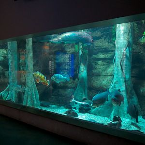 Aquarium - Amazon Exhibit