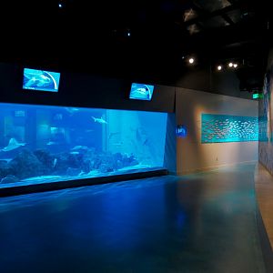 Aquarium - Interior
