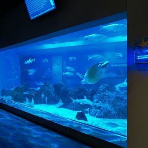Aquarium - Shark and Turtle Exhibit