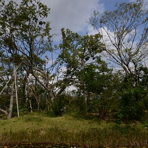 White-handed gibbon exhibit