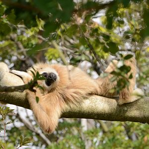 White-handed gibbon