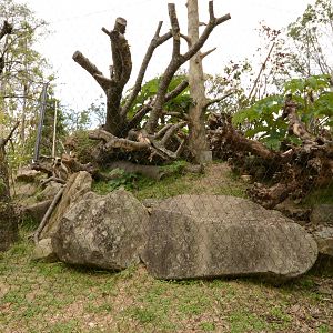 Hanuman langur Exhibit