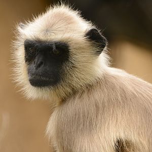Hanuman langur