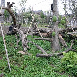 Lion-tailed macaque Exhibit