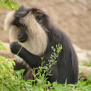 Lion-tailed macaque