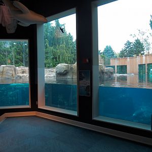 Arctic Encounter - Grey Seal Exhibit