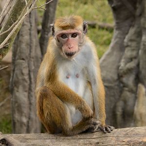 Toque macaque