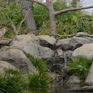Bonnet macaque/Small-clawed otter Exhibit