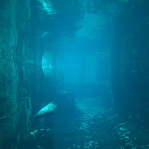 Arctic Encounter - Grey Seal Exhibit