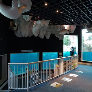 Arctic Encounter - Grey Seal Exhibit