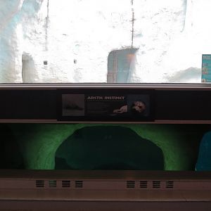 Arctic Encounter - Grey Seal Exhibit (Below), Polar Bear Exhibit (Above)