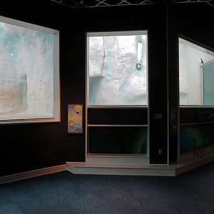 Arctic Encounter - Polar Bear Exhibit