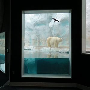 Arctic Encounter - Polar Bear Exhibit