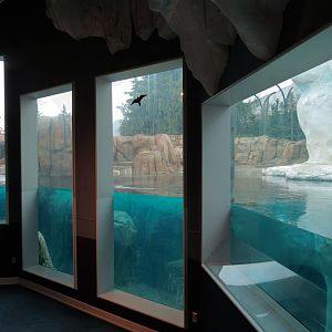 Arctic Encounter - Polar Bear Exhibit
