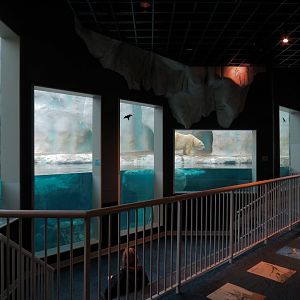 Arctic Encounter - Polar Bear Exhibit