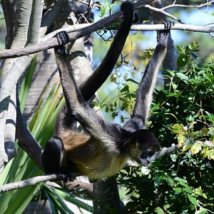 Geoffroy's spider monkey