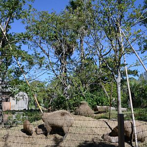 Spider monkey/Capybara Exhibit