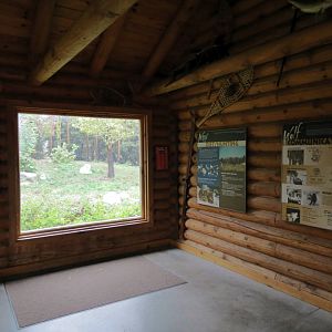 Arctic Encounter - Gray Wolf Exhibit