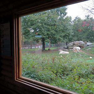 Arctic Encounter - Gray Wolf Exhibit