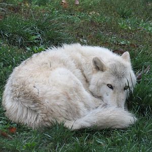 Arctic Encounter - Gray Wolf Exhibit