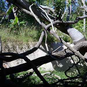 Southern tamandua Exhibit