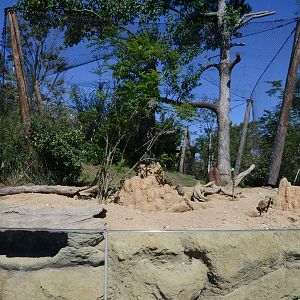 Meerkat Exhibit
