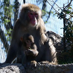 Japanese macaques
