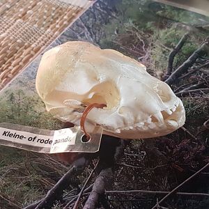 Skull Red panda