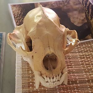 Skull Sun bear