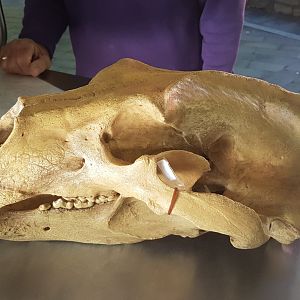 Skull Polar bear