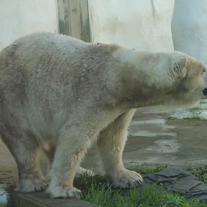 Polar bear