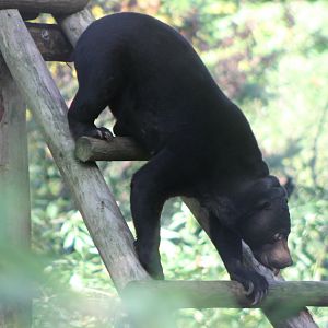Sun bear
