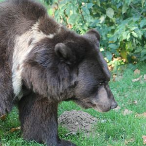 Brown bear
