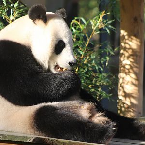 Giant panda
