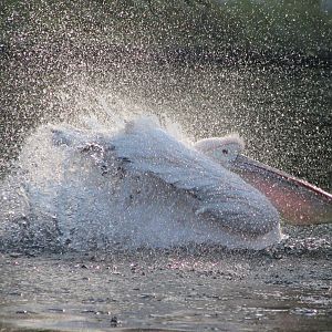 Bathing Pelican