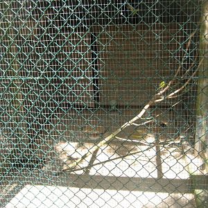 Vinderup Anlæg - Mixed bird aviary