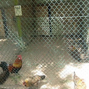 Vinderup Anlæg - Chicken aviary #1