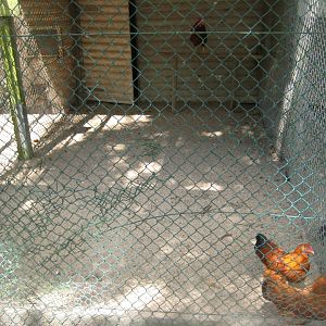 Vinderup Anlæg - Chicken aviary #2
