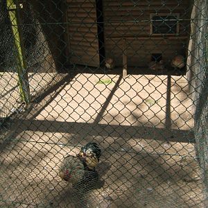 Vinderup Anlæg - Chicken aviary #3