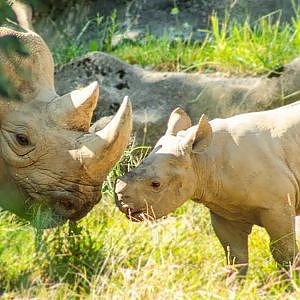 Video - Kendi, the Baby Black Rhino