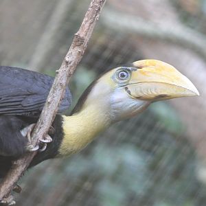 Young Wrinkled hornbill