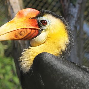 Male Wrinkled hornbill