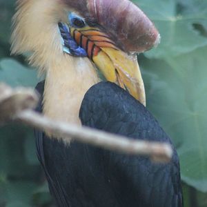 Knobbed hornbill