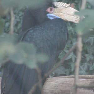 Wreathed hornbill-female