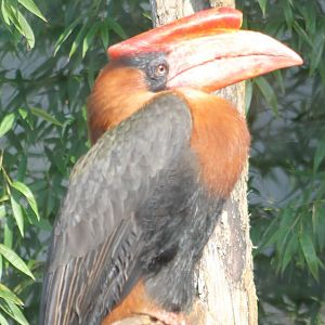Rufous hornbill