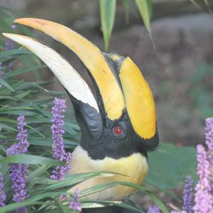 Great Indian hornbill