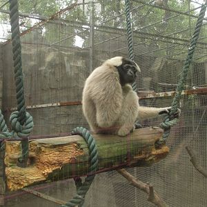 Pileated gibbon