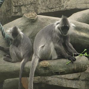 Indo-Chinese silver langur