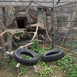 Black-shanked douc exhibit