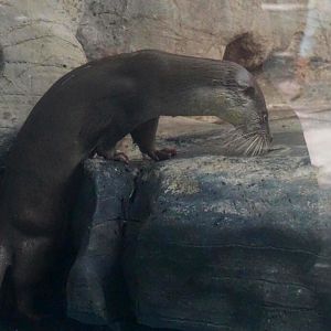 Eurasian otter